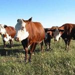 澳洲牛肉价格上行势头或将持续